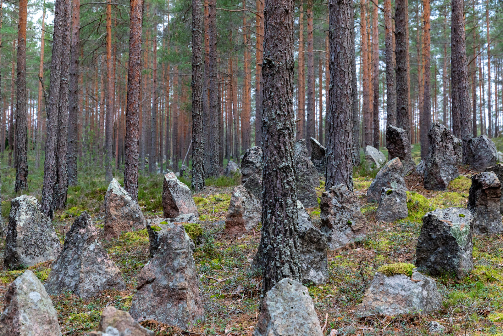 Kamenka (Линия Маннергейма, ДОТ SJ5, Каменка, Kaukjärvi) (Photo license: CC BY 2.0)